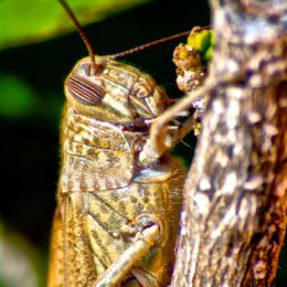 Langosta, Common sight in Spanish gardens and part of the locust family. Translated as Lobster of the land