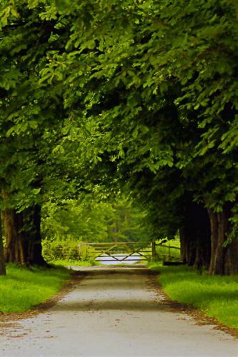 Mighty Oaks