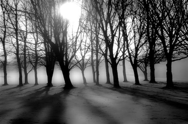 Early morning trees