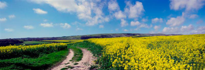 Mustard Fields