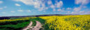 Mustard Fields