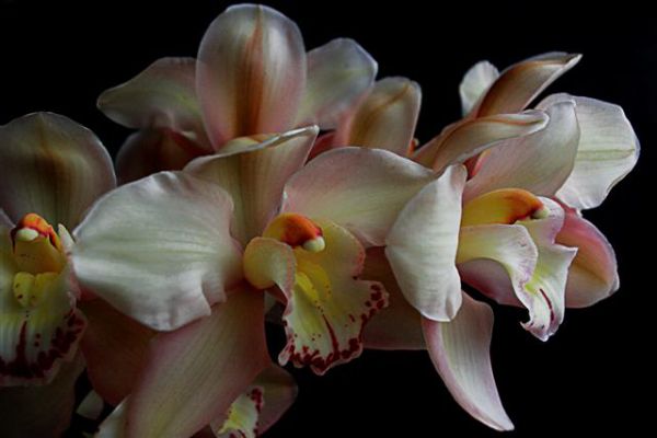 Orchid