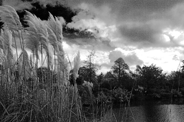 Pampus Grass