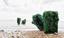 Seaweed on Wood