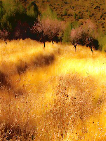 Spanish Gold