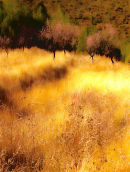 Spanish Gold