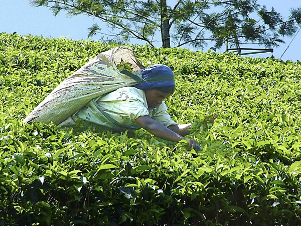 Tea Picker