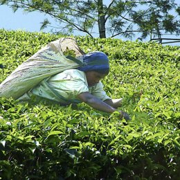 Tea Picker