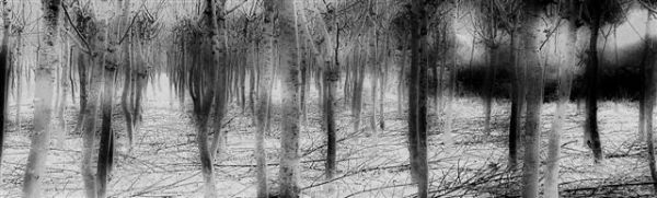 Trees Laid Bare
