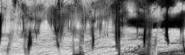 Trees Laid Bare