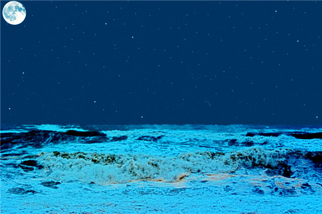 White Horses under a night sky