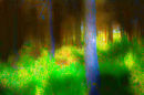 Woody Glade