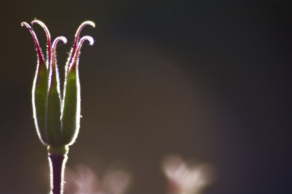 Backlight