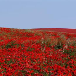 Fields of Red