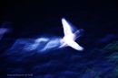 Swan in flight