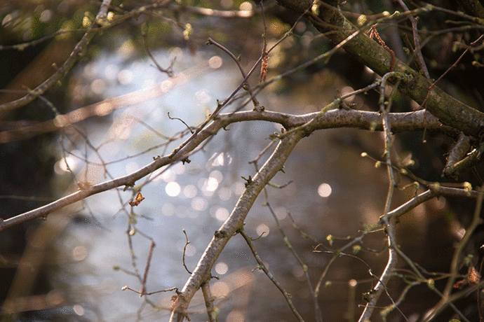Branches