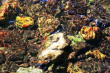 River stones