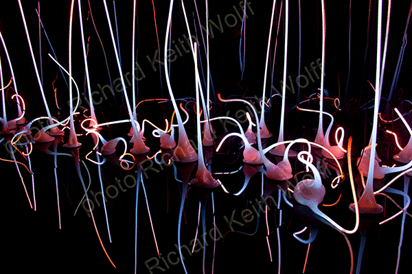 Dale Chihuly exhibition