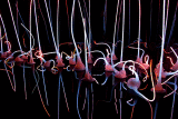 Dale Chihuly exhibition