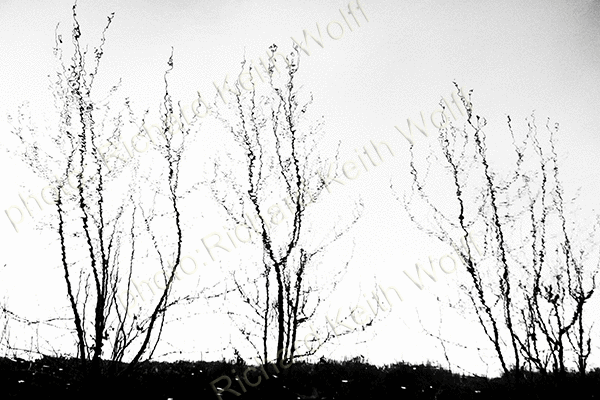 Arbres