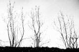 Arbres