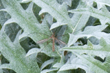 Daddy-longlegs