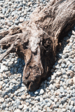 Dog driftwood