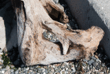 Driftwood