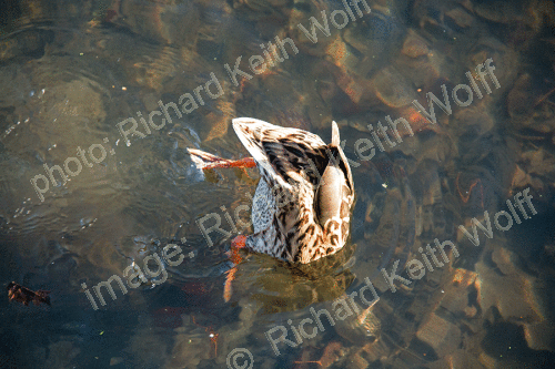 Duck