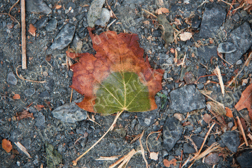Leaf fallen