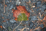 Leaf fallen
