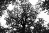 Mervent Forest