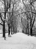 Snowy scene