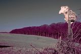 First attempt IR Colour