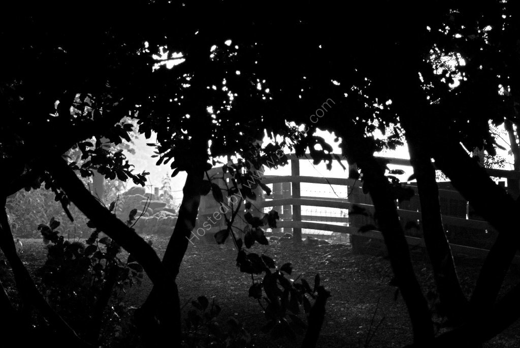 Eerie Woodland area