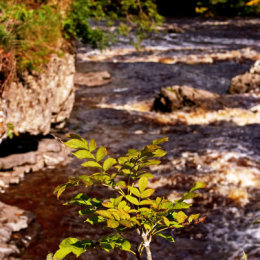Aysgarth Upper Fall