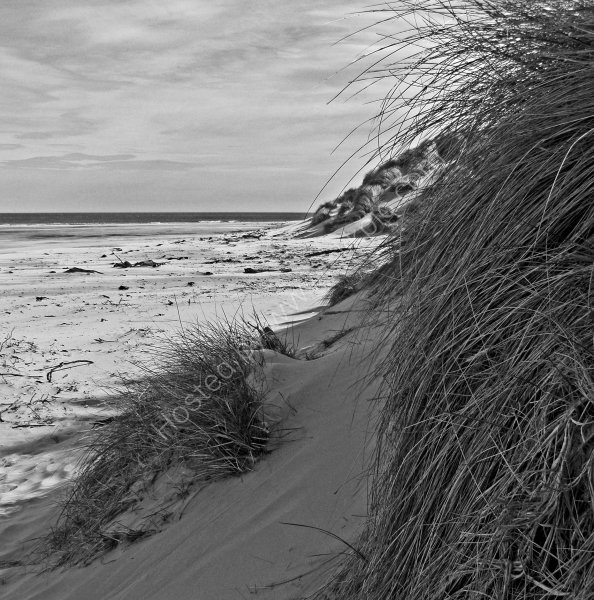 Dunes, Bamburgh, Northumberland