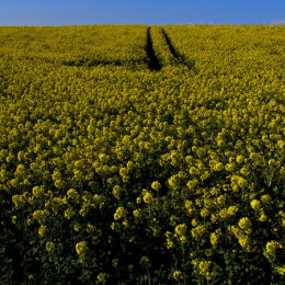 Fields of Rapeseed (Brassica napus)