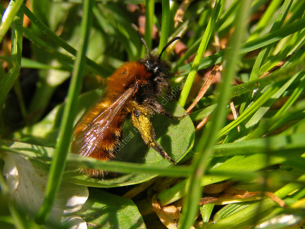 Tawny Mining Bee (Andrena Fulva)