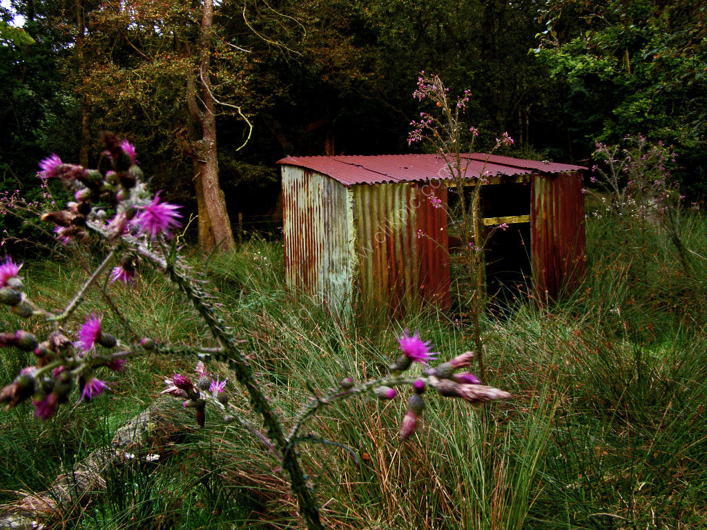 Old Tin Shed