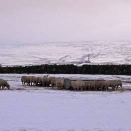 Sheep - nr. Ingleton in Snow