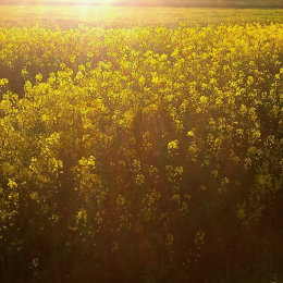 Fields of Rapeseed in the sun