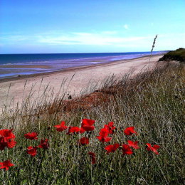 Poppies at Barmston Beach
