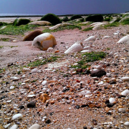 South Landing, Flamborough