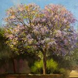 Jacaranda
