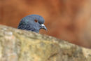 Crail Harbour Pigeon