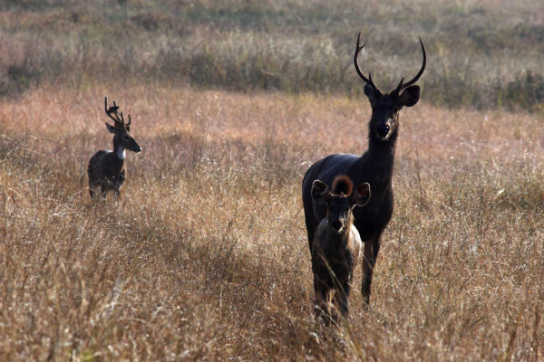 Sambar Deer Family