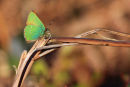 Green Hairstreak