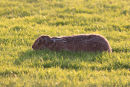 Hare Playing Dead....