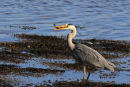 Grey Heron with Victim